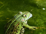 FZ008211 Submerged Marsh frog (Pelophylax ridibundus).jpg